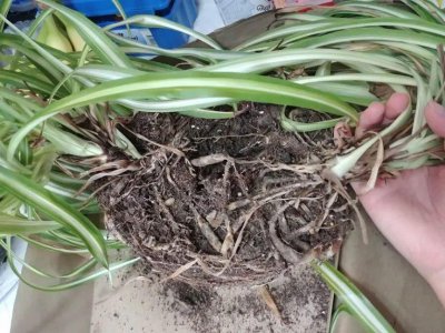 根腐病是什么原因引起的 根茎腐烂怎么补救能活