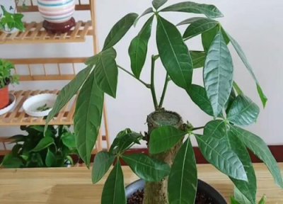 发财树夏天可以剪枝吗 能把叶子全部修剪吗