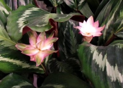 竹芋开花吗 开花样子 图片