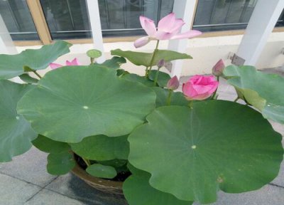 北方大缸荷花怎样过冬 盆栽荷花越冬养护方法