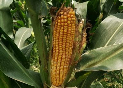 强硕88玉米种子简介 强硕88玉米新品种特性介绍