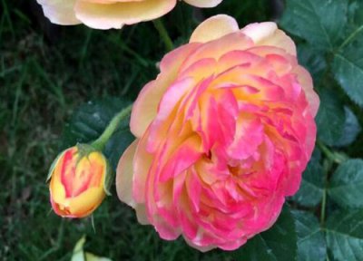 詹森月季是藤本还是灌木 詹森月季属于藤本还是灌木