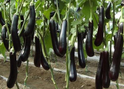 茄子的生长过程 观察茄子的生长四个阶段记录