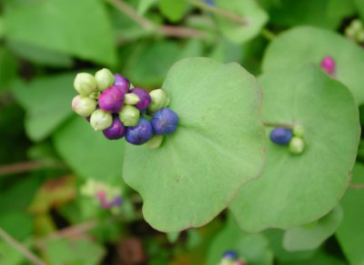 蛇最怕的三种克星 自然界中毒蛇最害怕的三种植物