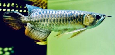 过背和高背的区别 浅谈怎么区分龙鱼的过背与高背