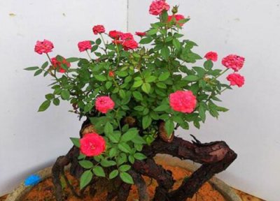 小月季是否怕冻 小月季冬天怎么养护