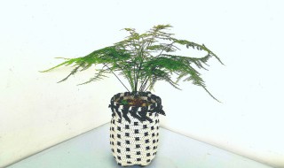 细竹怎么养才能爆盆 掌握六个要点细竹也能快速爆盆