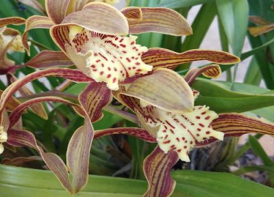 虎头兰哪个品种好 有几个品种及图片