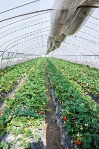 冬天的草莓是反季节水果吗 为什么现在都是冬天吃草莓