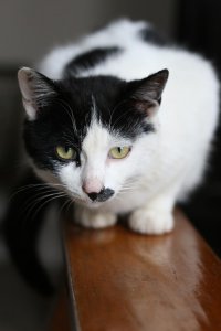 市场上好养猫的品种及价格 新手饲养无负担的7种宠物猫