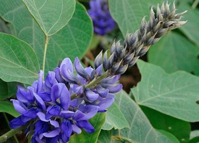 葛根什么时候开花 开花在几月份开