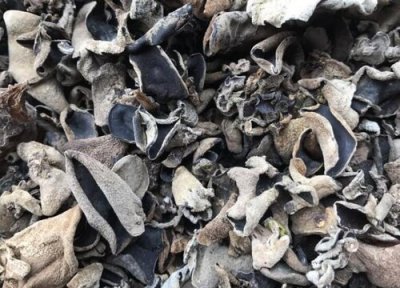 木耳废料做肥料 木耳废料可以做肥料吗