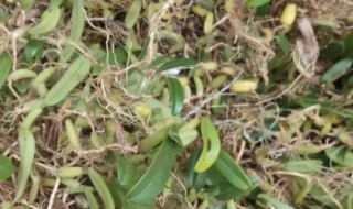 石橄榄有什么功效 石橄榄有哪些功效