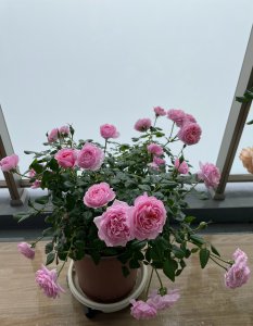 铃之妖精月季优缺点 灌木铃之妖精抗病性强特点值得入手