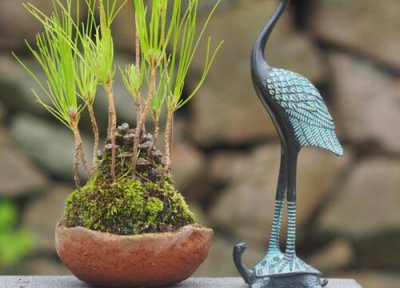 黑松快速生根方法 如何让黑松快速生根