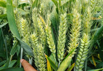 高产小麦种子排行榜 十个高产小麦品种排行榜