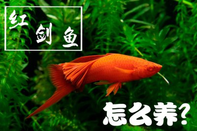 红箭鱼的饲养方法和禁忌 红剑鱼要怎么养才能养好