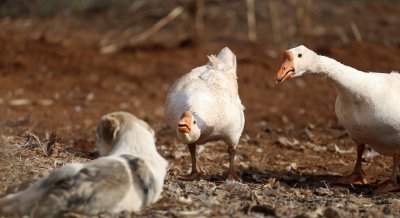 霸王龙的天敌是什么动物 霸王龙最害怕鹅是真的吗