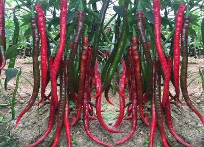 辣椒如何栽培才能高产 如何让辣椒苗长得快产量高