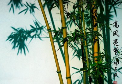 竹子风水禁忌及说法 从风水上说庭院为什么要种竹子