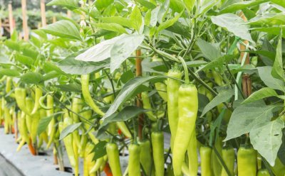 辣椒苗移栽多久可以施肥 种植辣椒苗施肥方法及注意事项