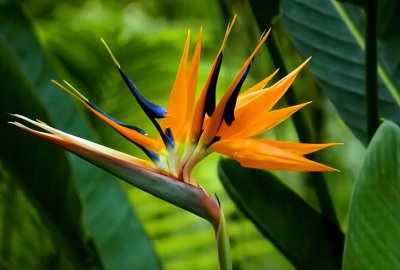 天堂鸟叶子发黄焦边干枯是怎么回事 叶子卷起来什么原因