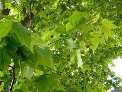 梧桐树的特点是什么 中国梧桐象征着祥瑞也象征着忠贞