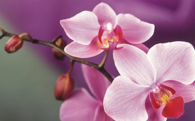 双鱼座反感你的表现有哪些 双鱼女讨厌不喜欢你的细节