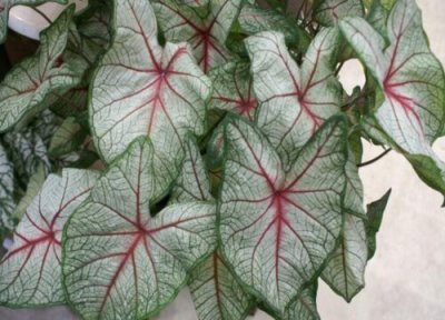 彩叶芋的养殖方法 彩叶芋的养殖方法和注意事项