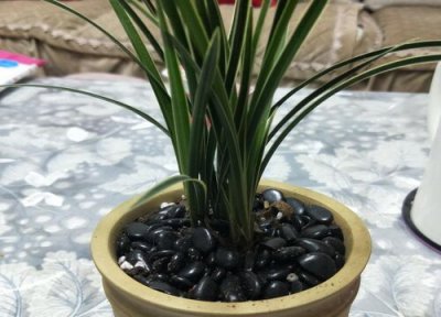 兰花叶面肥喷施注意事项 兰花喷洒叶面肥需要注意哪些事项