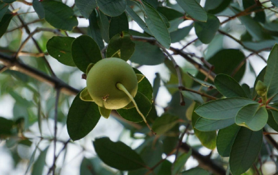 海桑果实吃法 海桑果实怎么吃