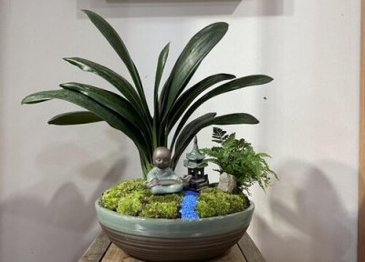 君子兰如何保持叶子整齐 君子兰怎么养护叶片又大又整齐