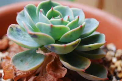 多肉底下叶子枯萎了需要摘掉吗 底部叶片干枯清理剪掉