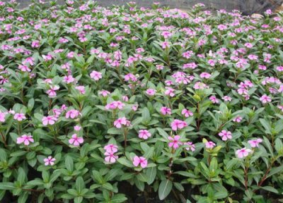 日日春花期时间 日日春花期是什么时候