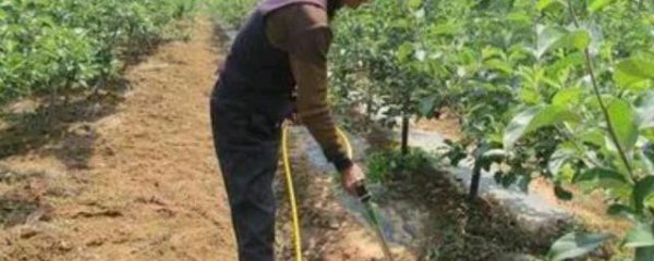 胡麻施肥方法和注意事项