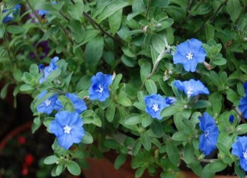 蓝星花的养殖方法和注意事项