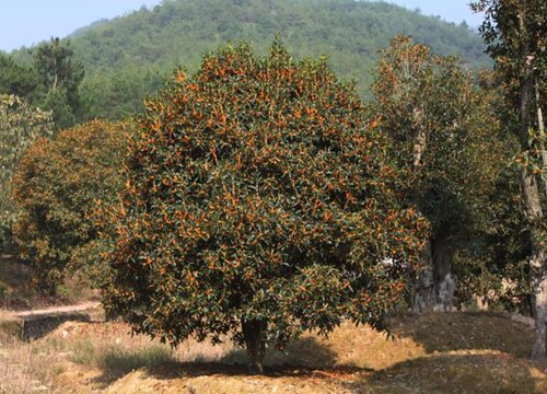 桂皮树值钱吗 市场价格