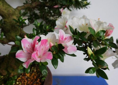 怎么养杜鹃花来年花开爆盆很轻松