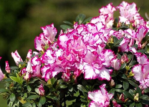 怎么养杜鹃花来年花开爆盆很轻松