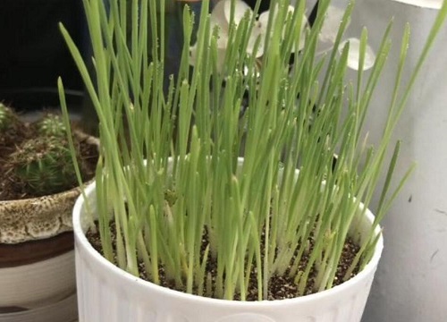 猫薄荷和薄荷的区别