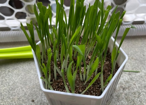 猫薄荷和薄荷的区别