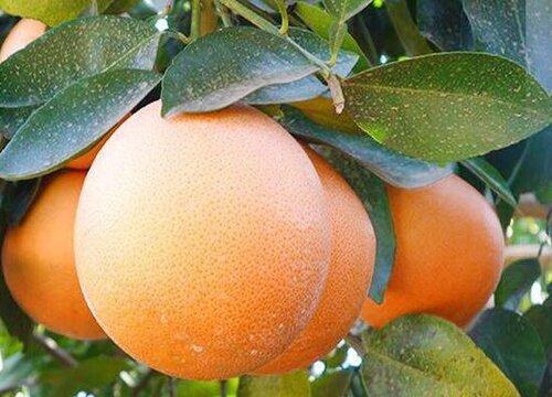 月阳果是什么水果