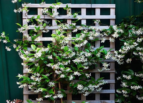 风车茉莉什么时候移栽最好