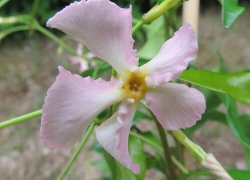 风车茉莉什么时候移栽最好