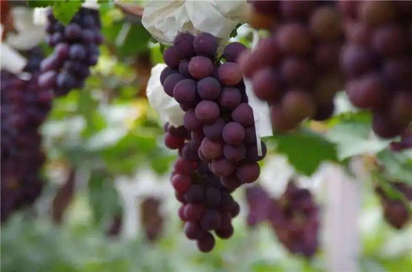 上海土特产都有些什么