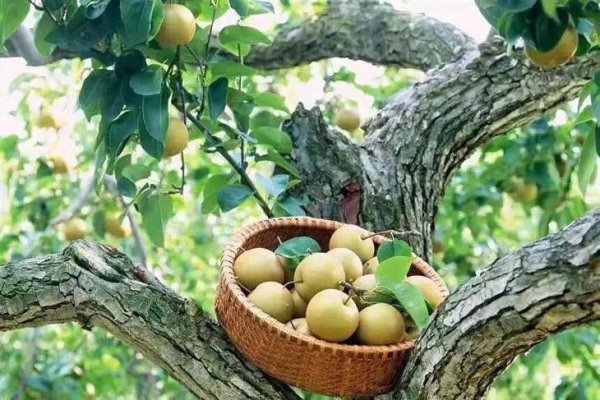 上海土特产都有些什么