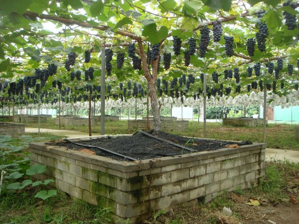 上海土特产都有些什么