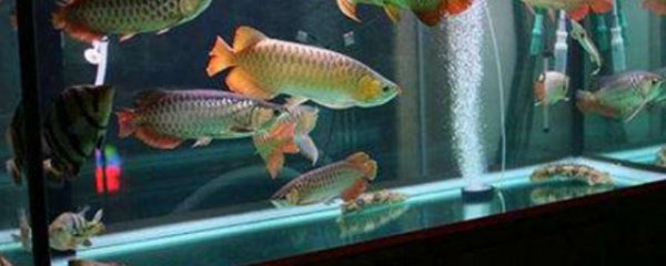 鱼缸每天打氧多久合适