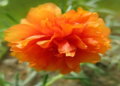 太阳花有什么作用