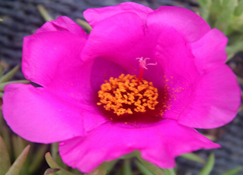 太阳花有什么作用